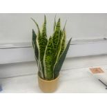 12 X BRAND NEW POTTED FLORAL SNAKE PLANTS R3.8