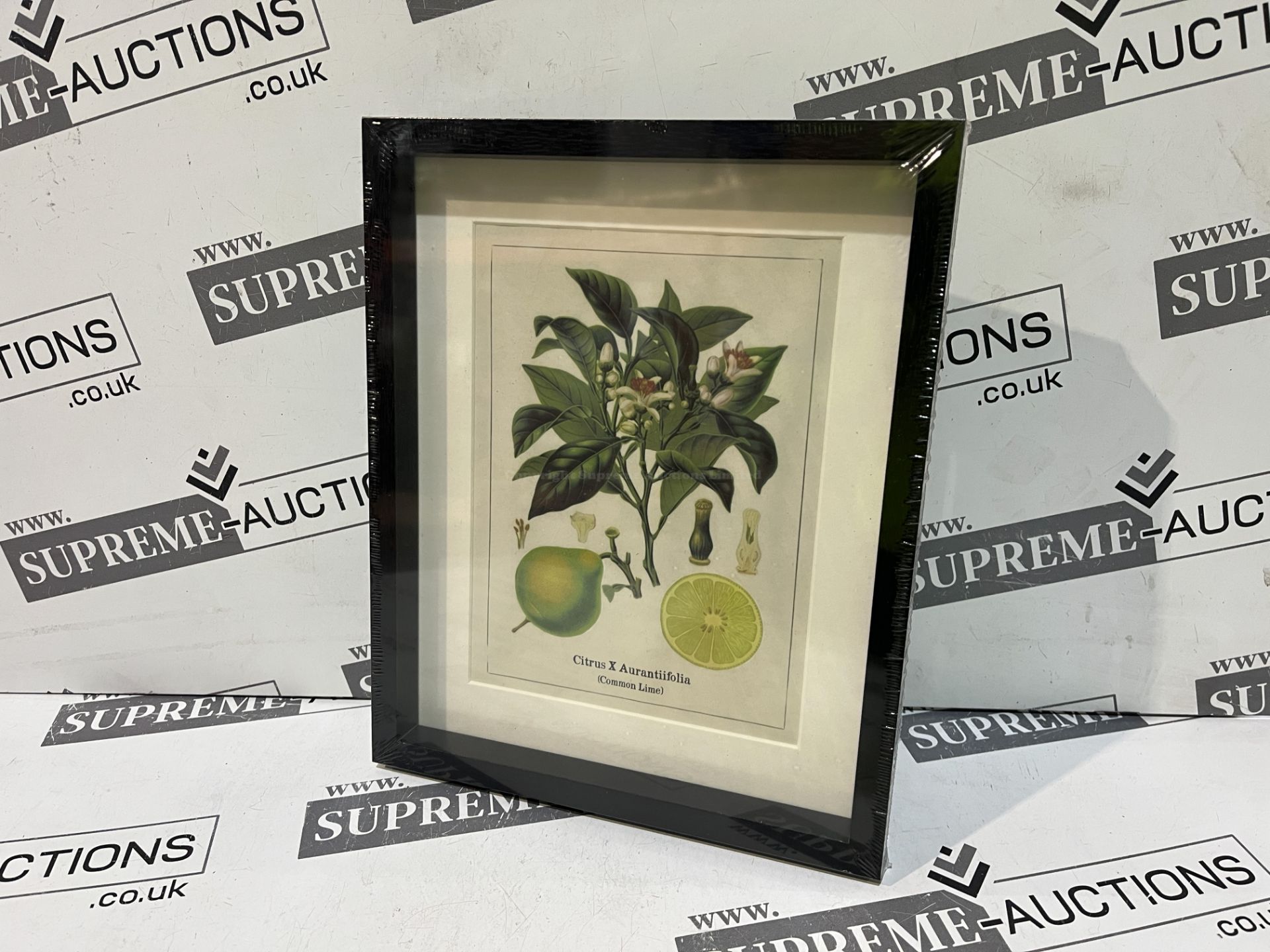 20x BRAND NEW FRAMED BOTANIC PICTURES 20 X 25CM. (R15-9)