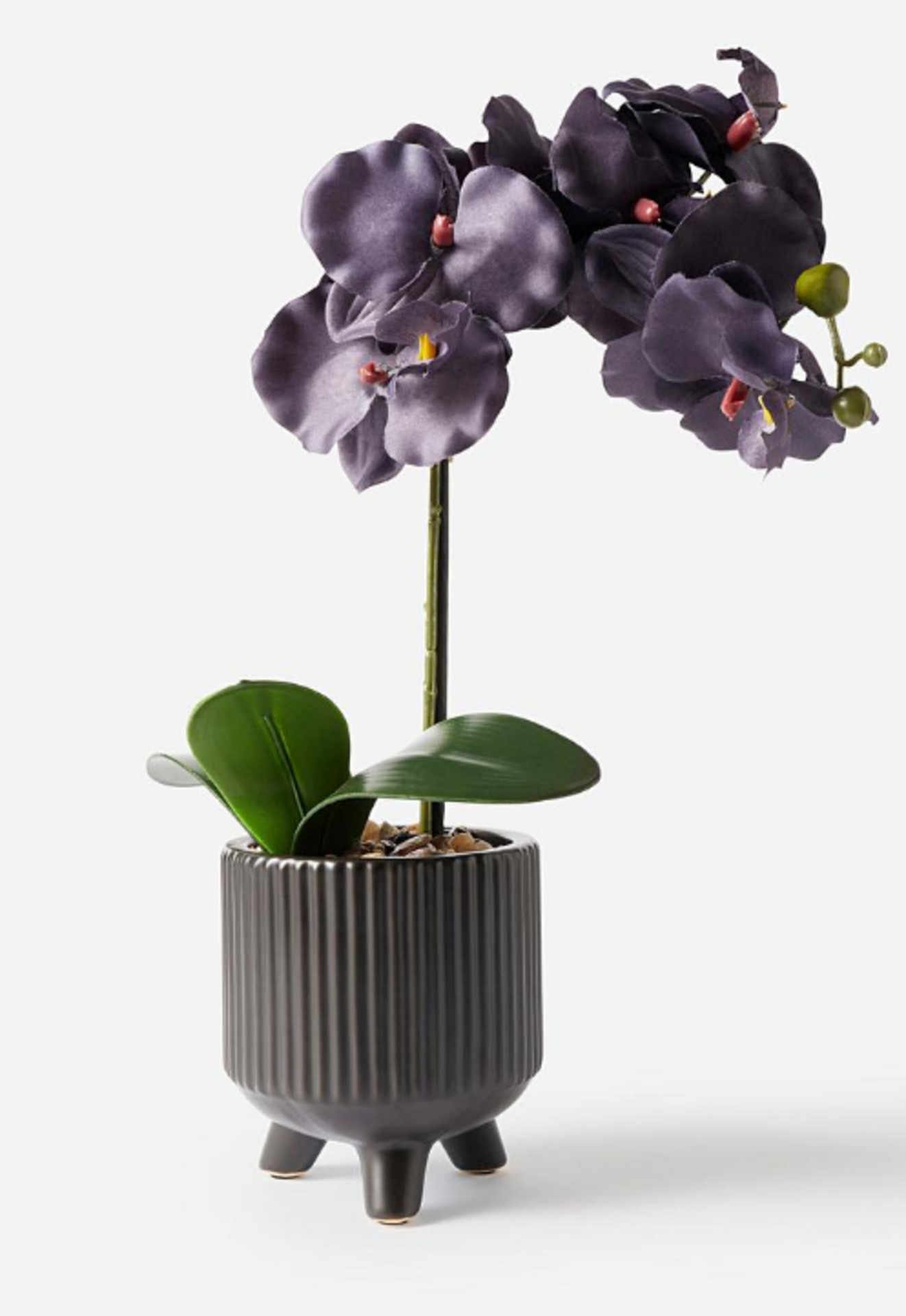 Black Orchid - ER22