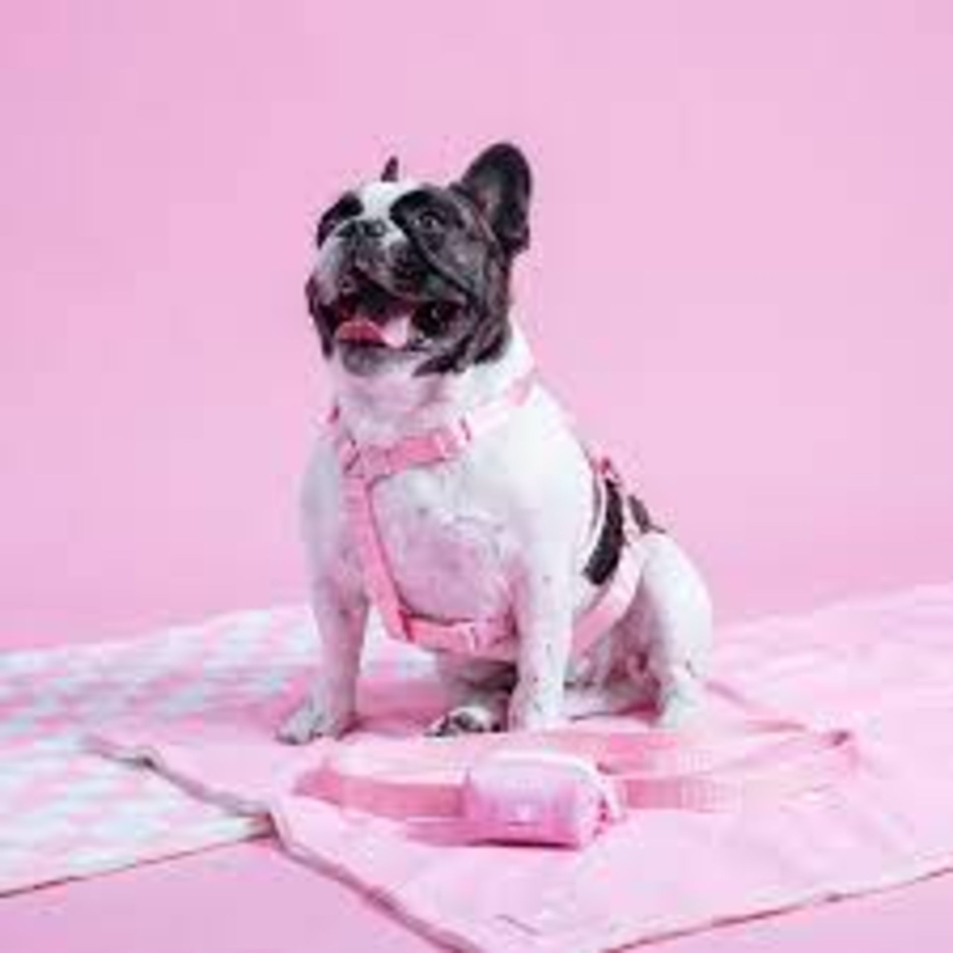 Trade Lot 100 X New & Packaged Frenchie The Bulldog Luxury Branded Dog Products. May include items - Image 27 of 50