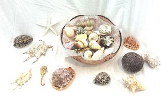 Large selection of assorted sea shells