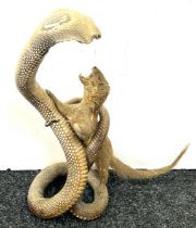 Taxidermy indian cobra snake fighting a mongoose 53cm tall