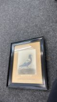 Framed 'The Homing Pigeon Special Prize' print measures approx 22 inches tall by 19 inches wide