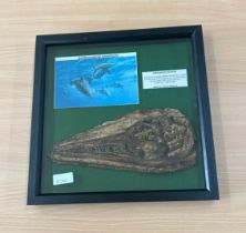 Framed replica Ichthyosaurus communis skull