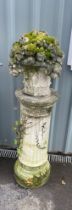 Concrete Jardiniere on stand, column themed height approximately 52 inches tall