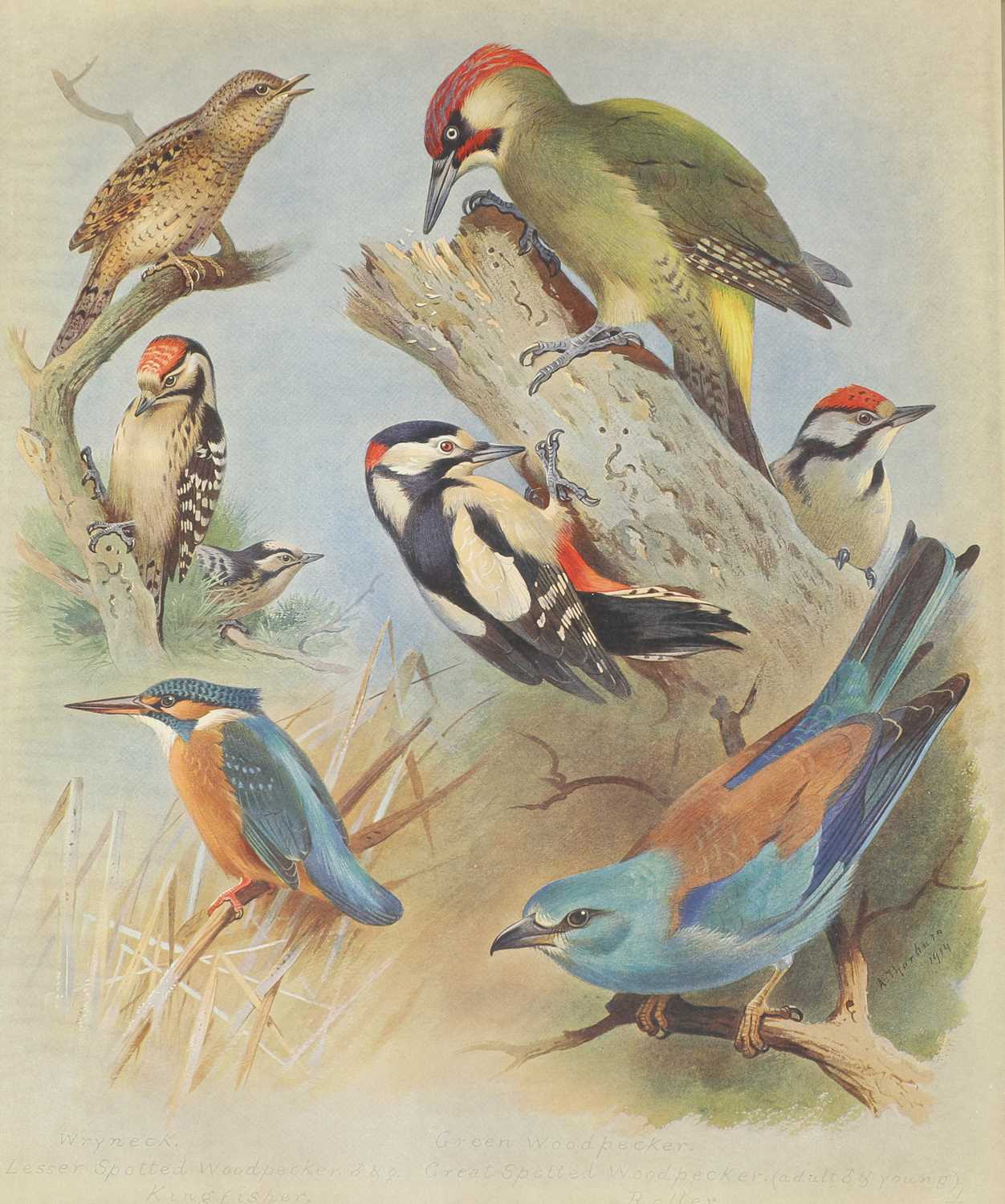 BRITISH BIRDS: - Bild 17 aus 17