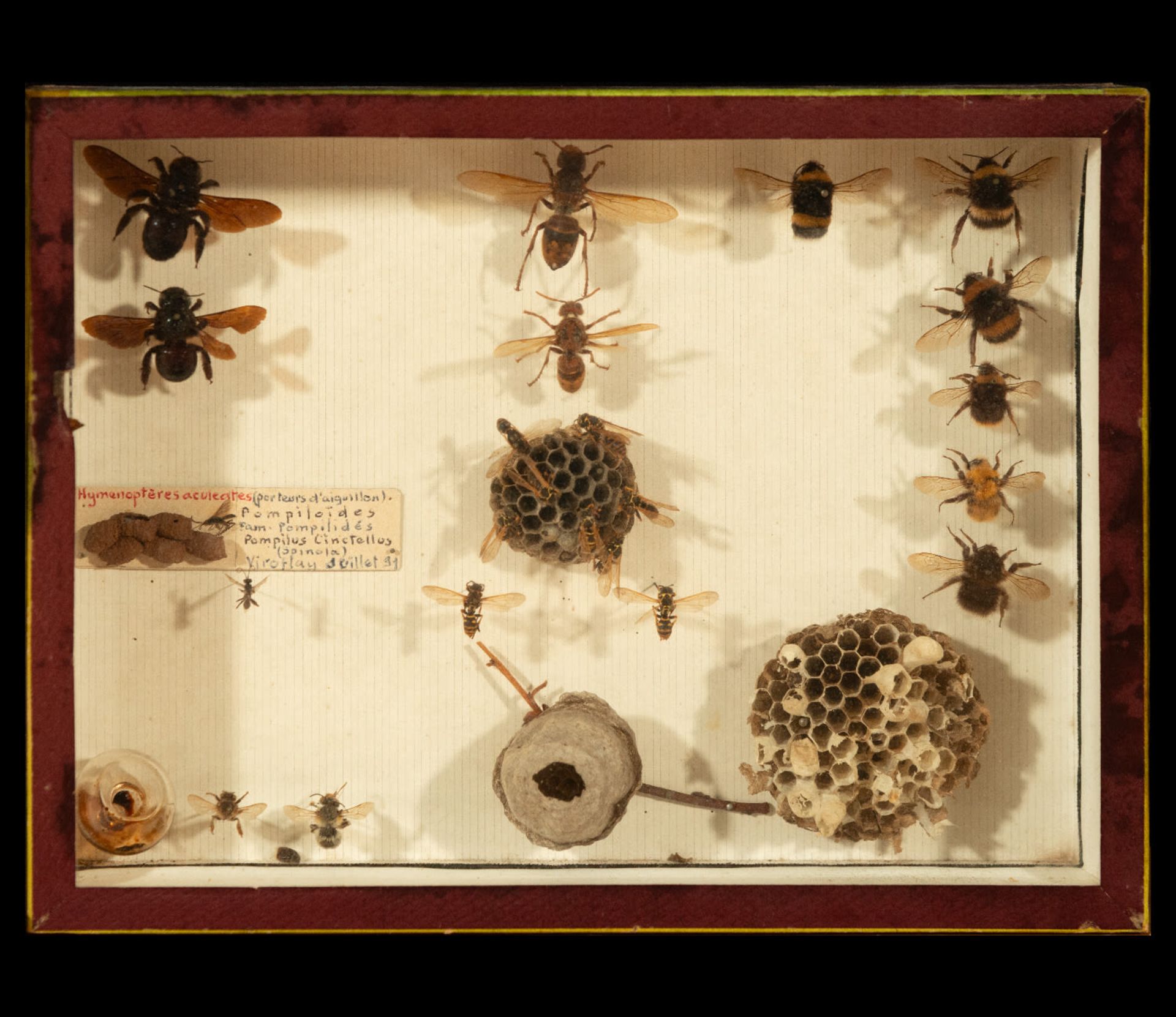 Natural History, decorative pair of taxidermy urns with approximately 80 beetles and beetles and 16  - Image 3 of 3