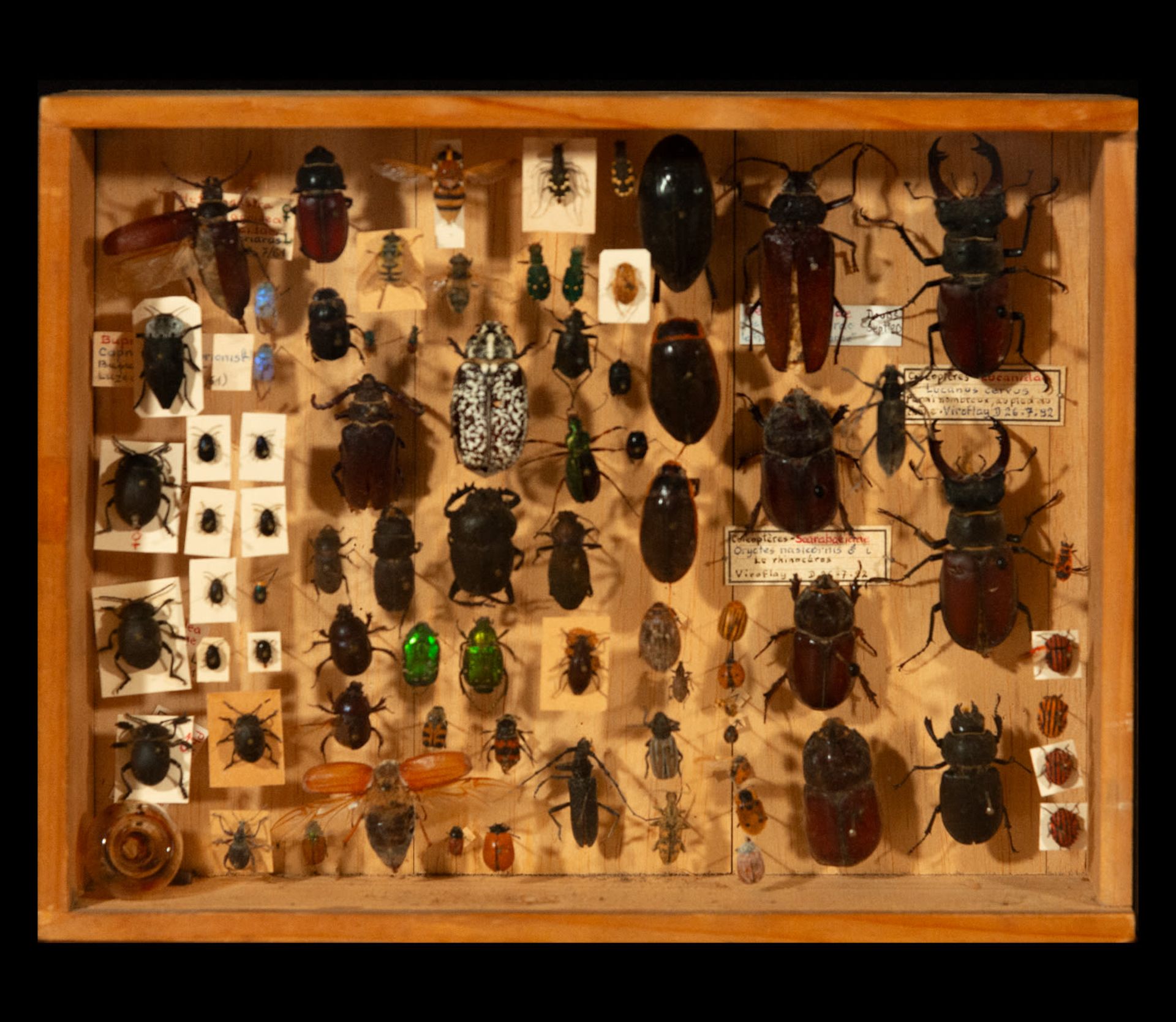 Natural History, decorative pair of taxidermy urns with approximately 80 beetles and beetles and 16  - Image 2 of 3