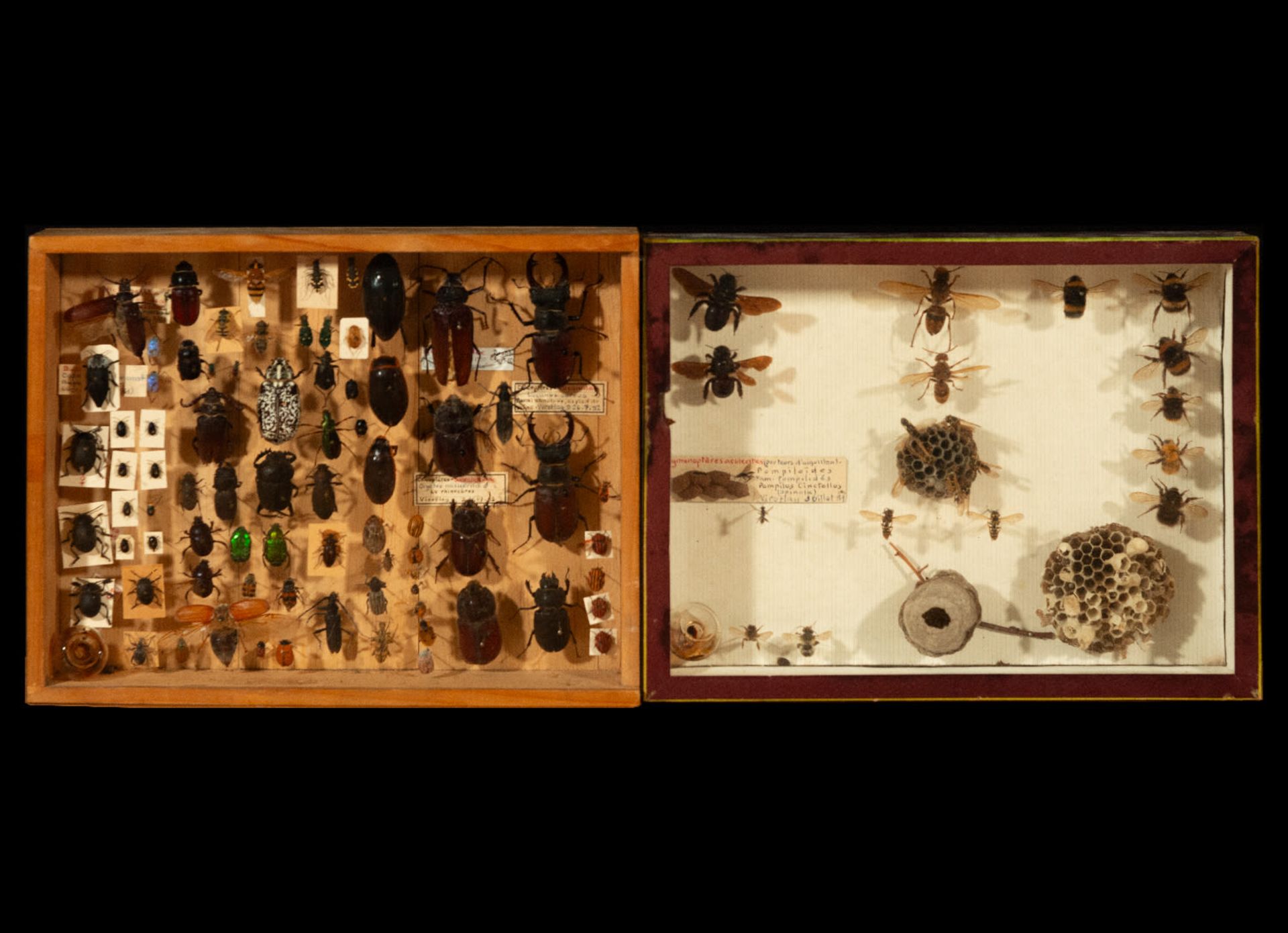 Natural History, decorative pair of taxidermy urns with approximately 80 beetles and beetles and 16 
