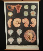 Natural History, Large Medical Illustrative Poster, 1930s-1940s