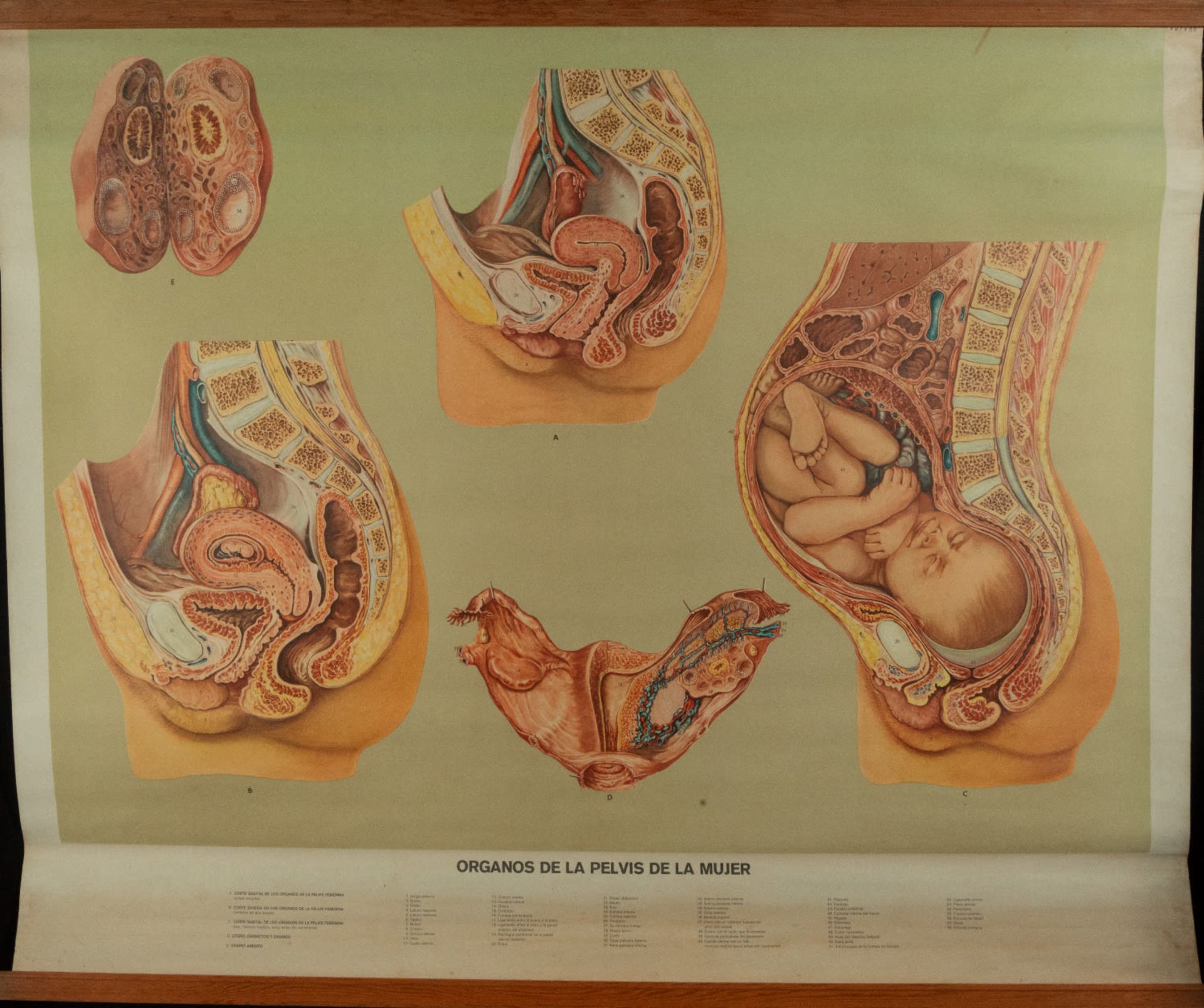 Natural History, Large Medical Illustrative Poster, 1930s-1940s