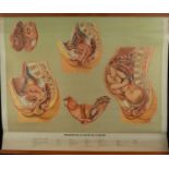 Natural History, Large Medical Illustrative Poster, 1930s-1940s