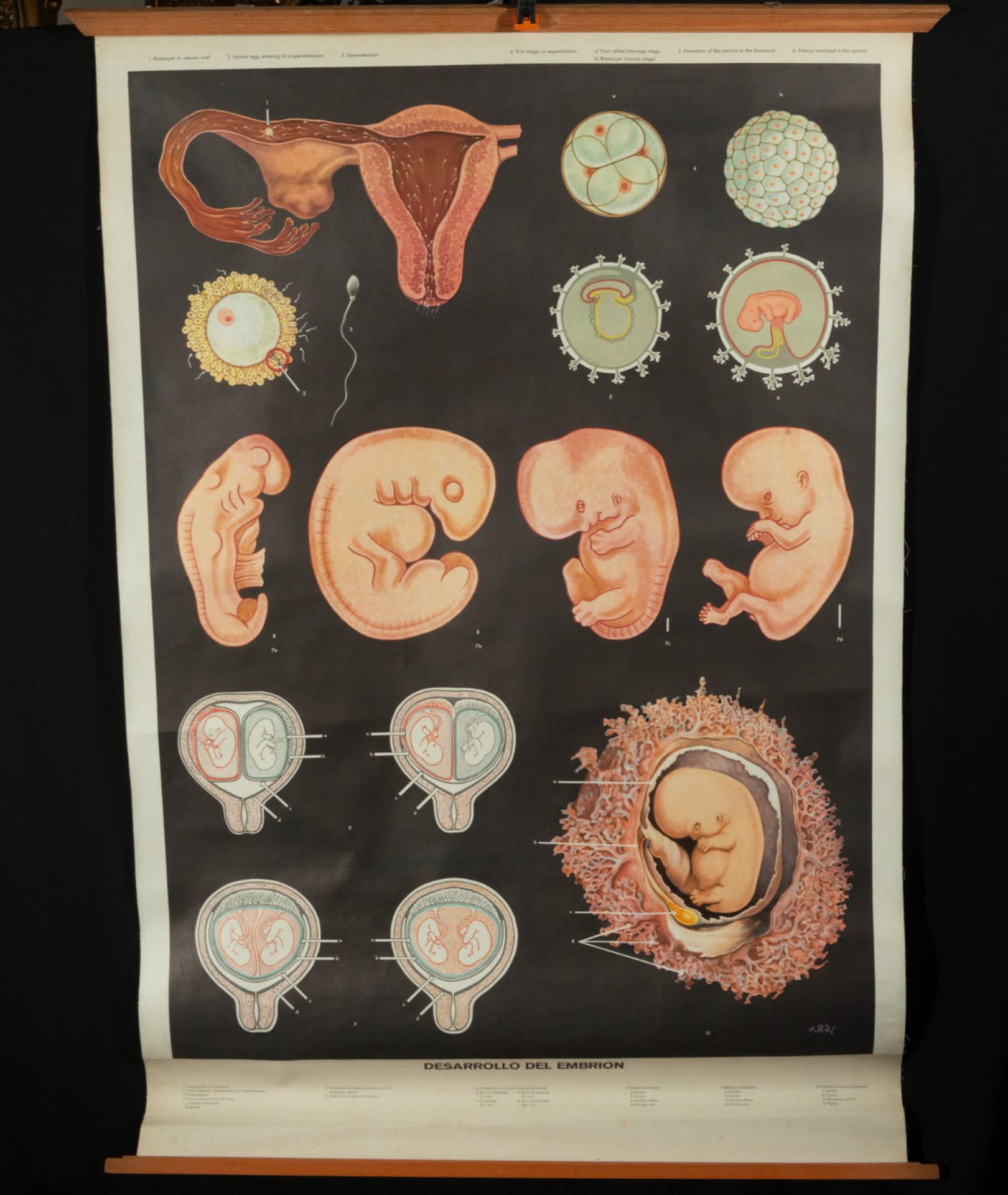 Natural History, Large Medical Illustrative Poster, 1930s-1940s