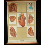 Natural History, Large Medical Illustrative Poster, 1930s-1940s