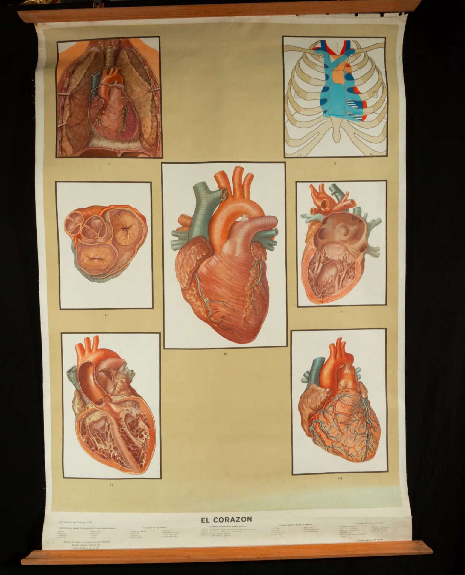 Natural History, Large Medical Illustrative Poster, 1930s-1940s