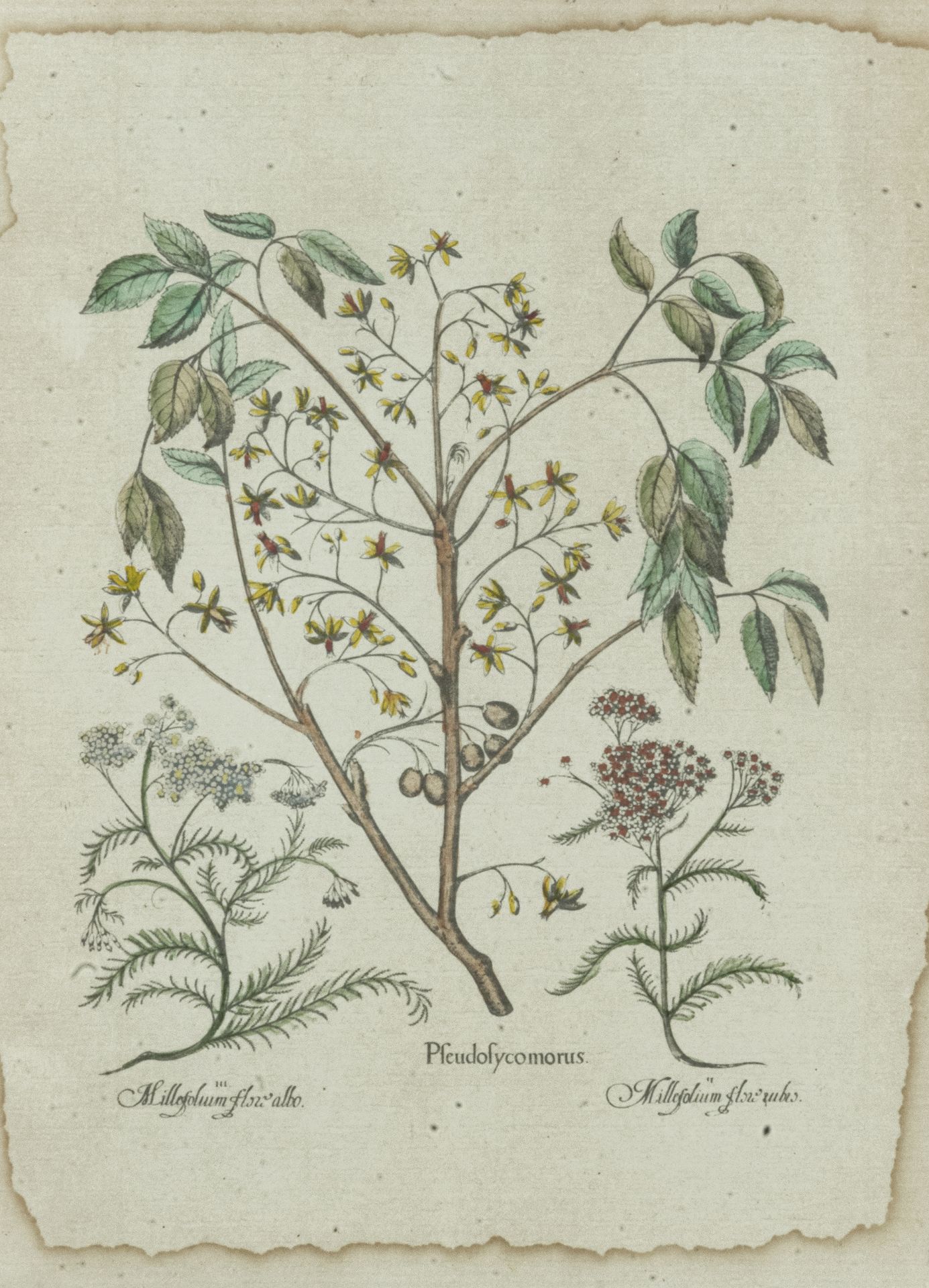 Basilius Besler (1561-1629) - Botanical plant from the book Hortus Eystettensis (1613) - Bild 2 aus 5