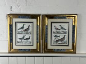 A pair of decorative framed hand coloured ornithological engravings and a print