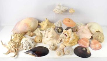 A collection of sea shells to include Conch, Black Murex, Harpago, Mejillon and others.