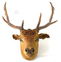 Taxidermy: A 19th century deer stag head, the antlers measuring 46cm.