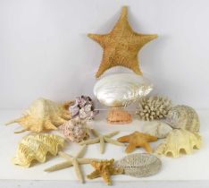 A collection of sea shells, coral and barnacles to include white coral, starfish, disc coral, spider