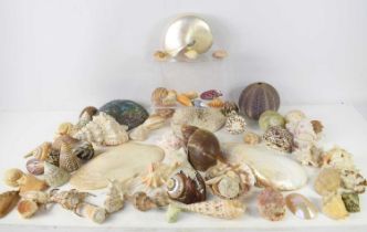 A collection of sea shells to include Abalone, Mother of Pearl, Murex Trapa, Cornish sea urchin,