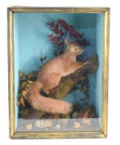 A taxidermy red squirrel in a glass fronted rectangular case, the inside having a naturalistic