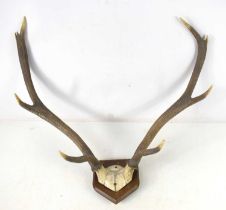 An eight point stag antler with skull cap, mounted on an oak shield, total width 68cm.