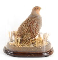 A taxidermy grouse on a naturalistic base with glass dome cover, 26cm high.