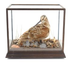 A taxidermy woodcock in a rectangular glass case and on a naturalistic base, 28cm high by 31cm