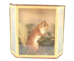 Taxidermy: a late Victorian or Edwardian red squirrel, in naturalistic setting, within a six sided