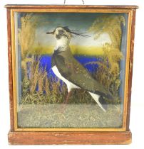 An antique cased taxidermy of a Lapwing bird mounted in a naturalistic setting, 38cm by 34cm.