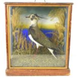 An antique cased taxidermy of a Lapwing bird mounted in a naturalistic setting, 38cm by 34cm.