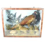 Taxidermy: A cock pheasant and two other birds in a naturalistic setting in a glass case, 54cm by