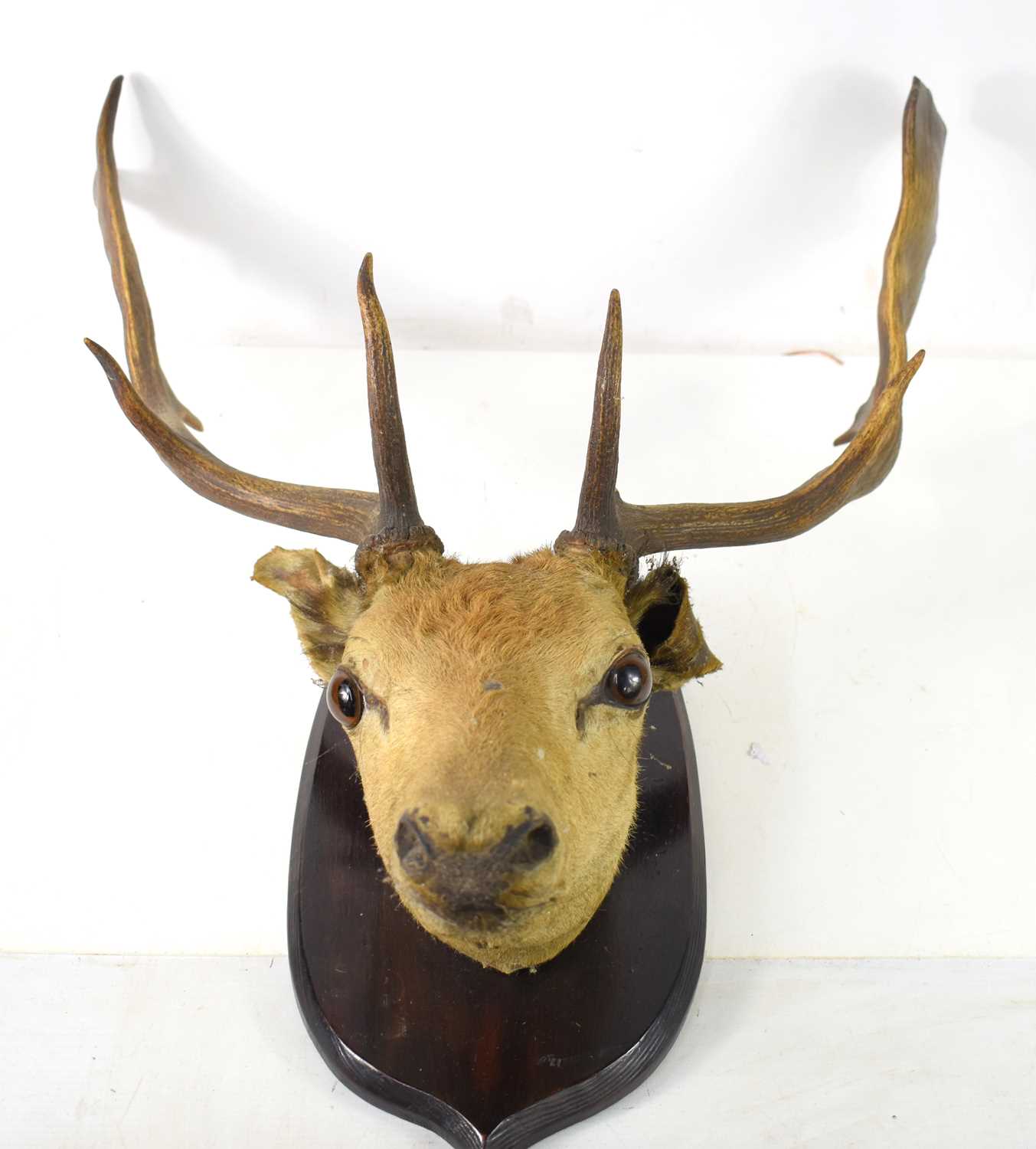 Taxidermy: A deer stag head mounted on an oak shield, the antler measuring 47cm long. [Provenance: