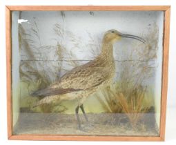 A cased taxidermy of a Curlew, likely Whimbrel, mounted in a naturalistic setting, 37.5cm by 44cm.