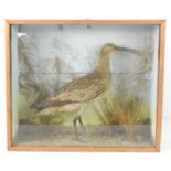 A cased taxidermy of a Curlew, likely Whimbrel, mounted in a naturalistic setting, 37.5cm by 44cm.