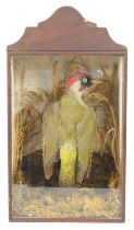 An antique cased taxidermy of a green woodpecker mounted in a naturalistic setting, 34cm by 23.5cm.