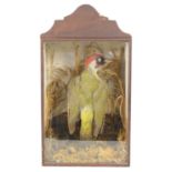 An antique cased taxidermy of a green woodpecker mounted in a naturalistic setting, 34cm by 23.5cm.