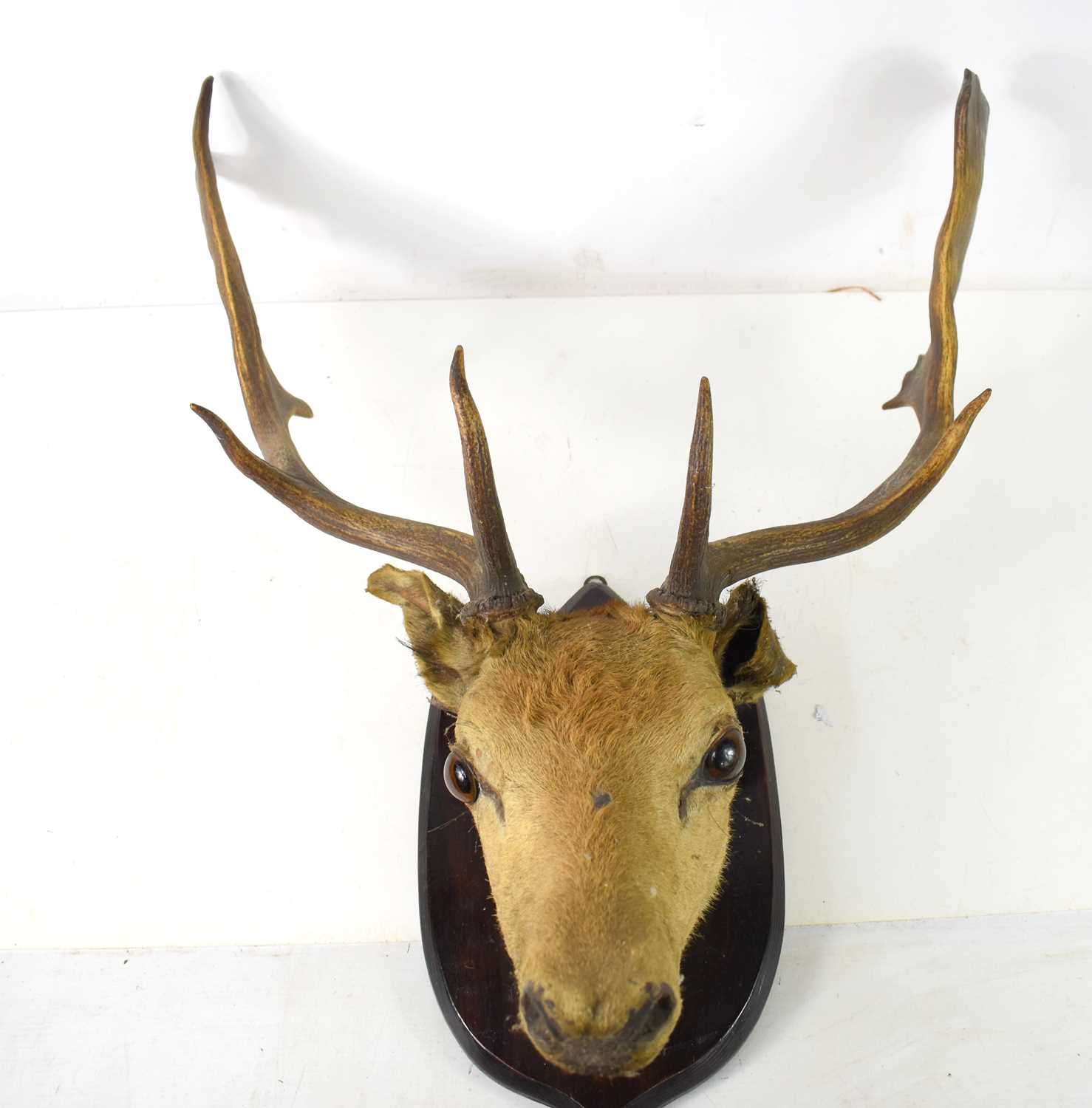Taxidermy: A deer stag head mounted on an oak shield, the antler measuring 47cm long. [Provenance: - Image 2 of 2