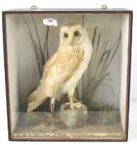 A cased taxidermy of a Barn owl, mounted in a naturalistic setting, 36cm by 39cm.