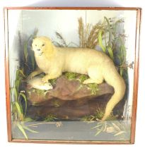 A Victorian Taxidermy of an otter with a Roach fish underfoot by Thomas Edward Gunn of Nowich, the