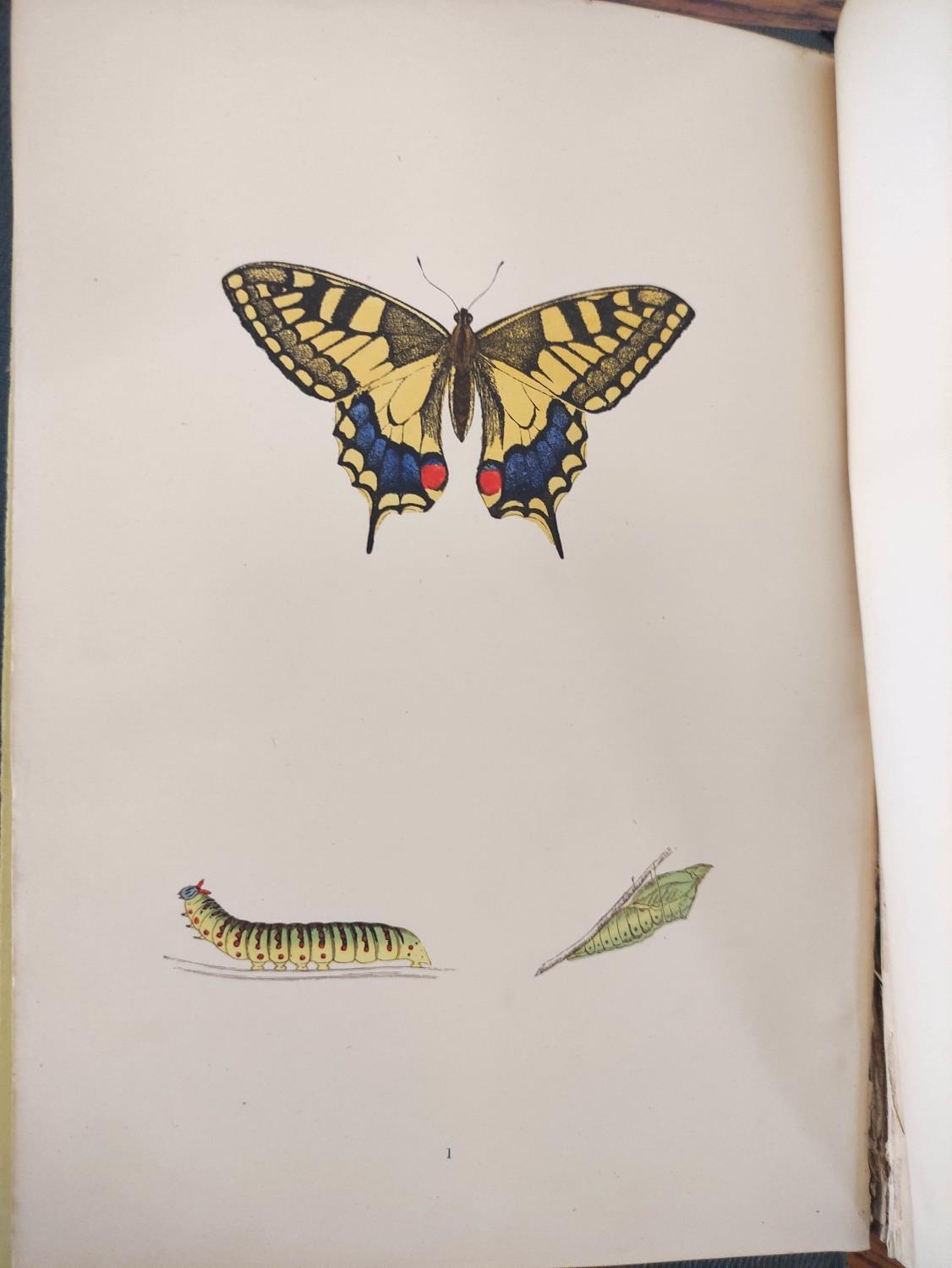 MORRIS REV. F. O.  A History of British Butterflies. Good hand col. plates. Quarto. Orig. green - Image 4 of 10