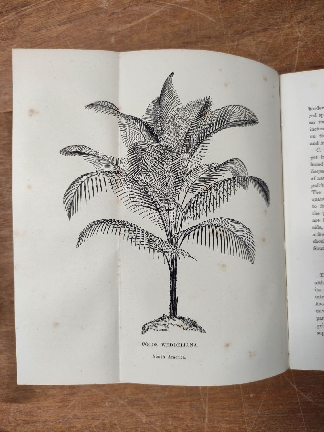 WILLIAMS BENJAMIN S.  Choice Stove & Greenhouse Ornamental-Leaved Plants. Double page eng. - Image 8 of 13