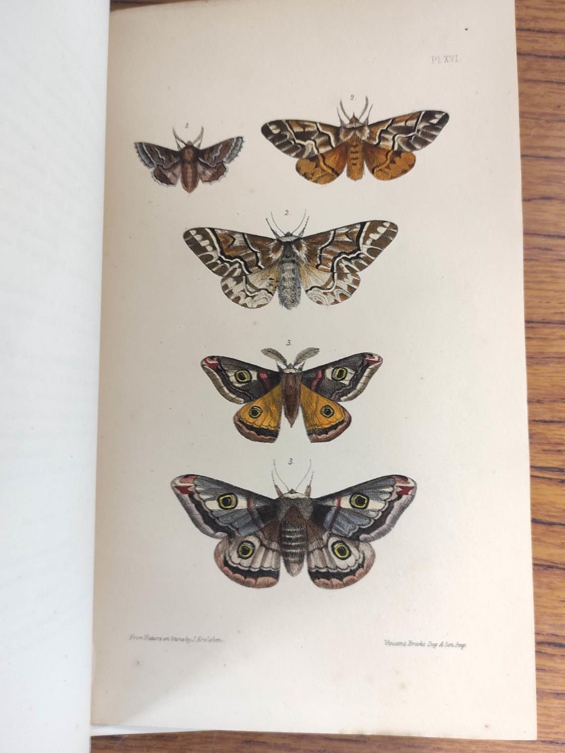 MORRIS REV. F. O.  A Natural History of British Moths. 4 vols. Many hand col. eng. plates. Royal - Image 6 of 10