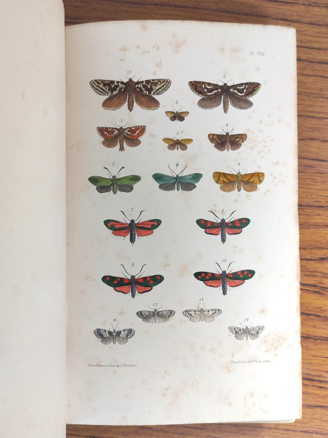 MORRIS REV. F. O.  A Natural History of British Moths. 4 vols. Many hand col. eng. plates. Royal - Image 10 of 10