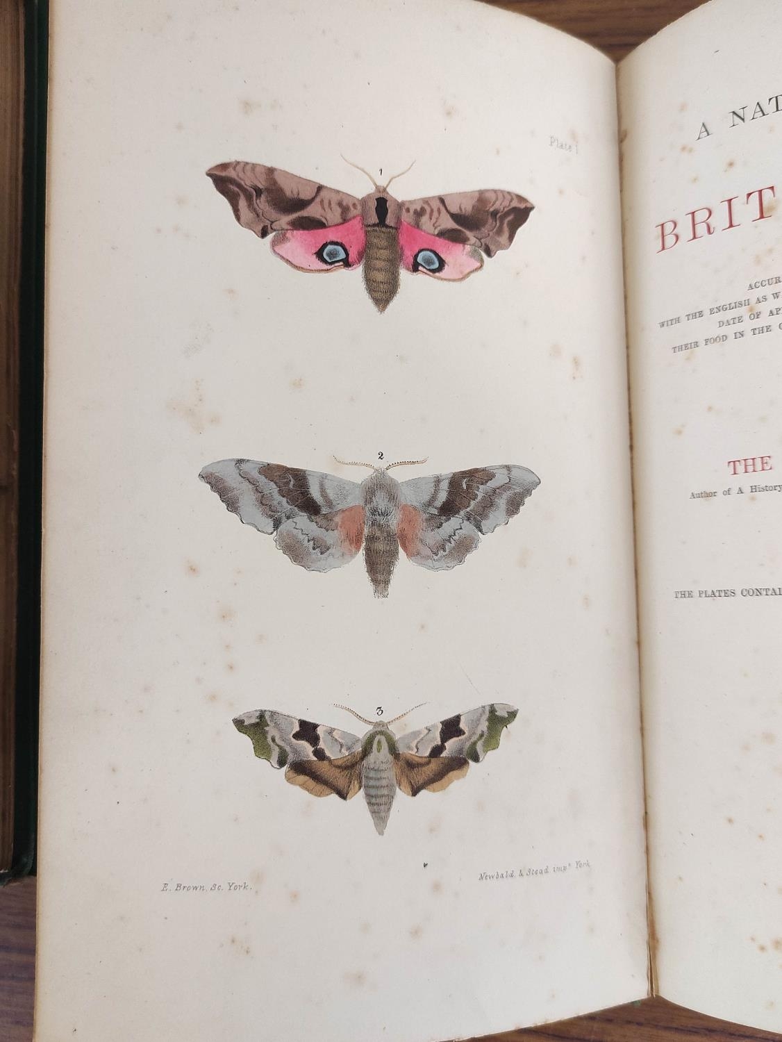 MORRIS REV. F. O.  A Natural History of British Moths. 4 vols. Many hand col. eng. plates. Royal - Image 5 of 10