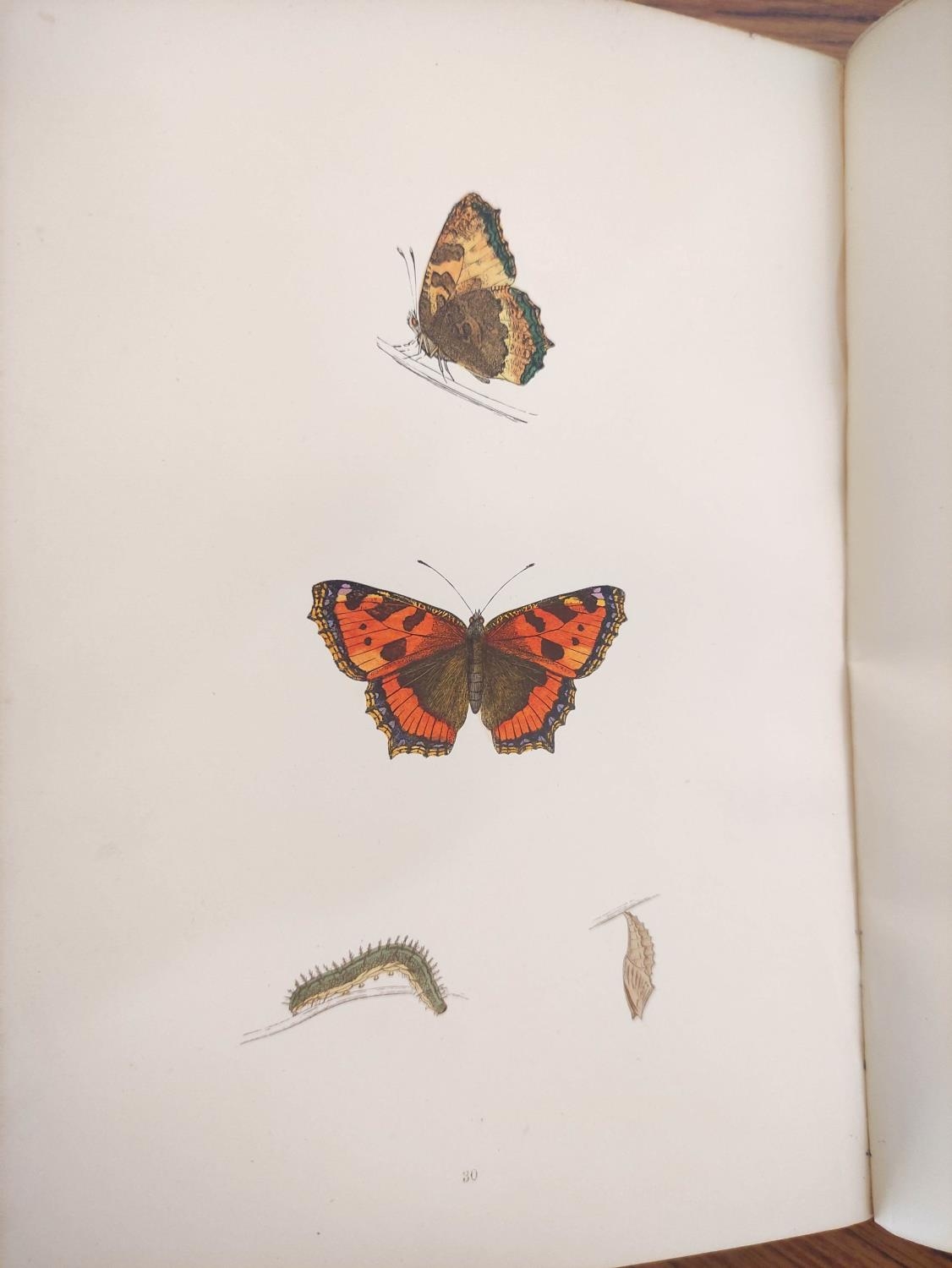 MORRIS REV. F. O.  A History of British Butterflies. Good hand col. plates. Quarto. Orig. green - Image 8 of 10