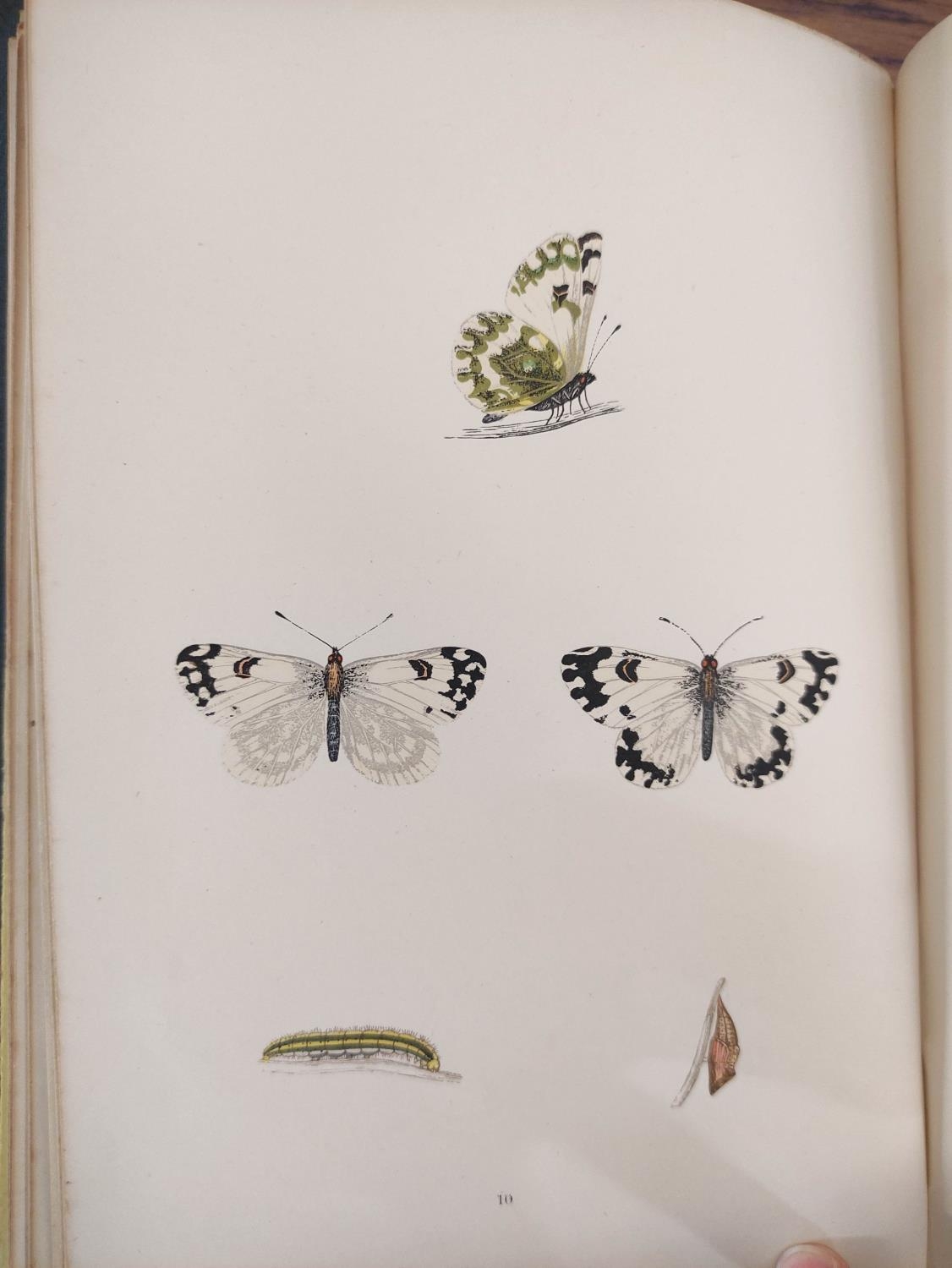 MORRIS REV. F. O.  A History of British Butterflies. Good hand col. plates. Quarto. Orig. green - Image 6 of 10