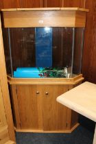 Large corner fish tank on cupboard base, 145cm high x 99cm at widest point.