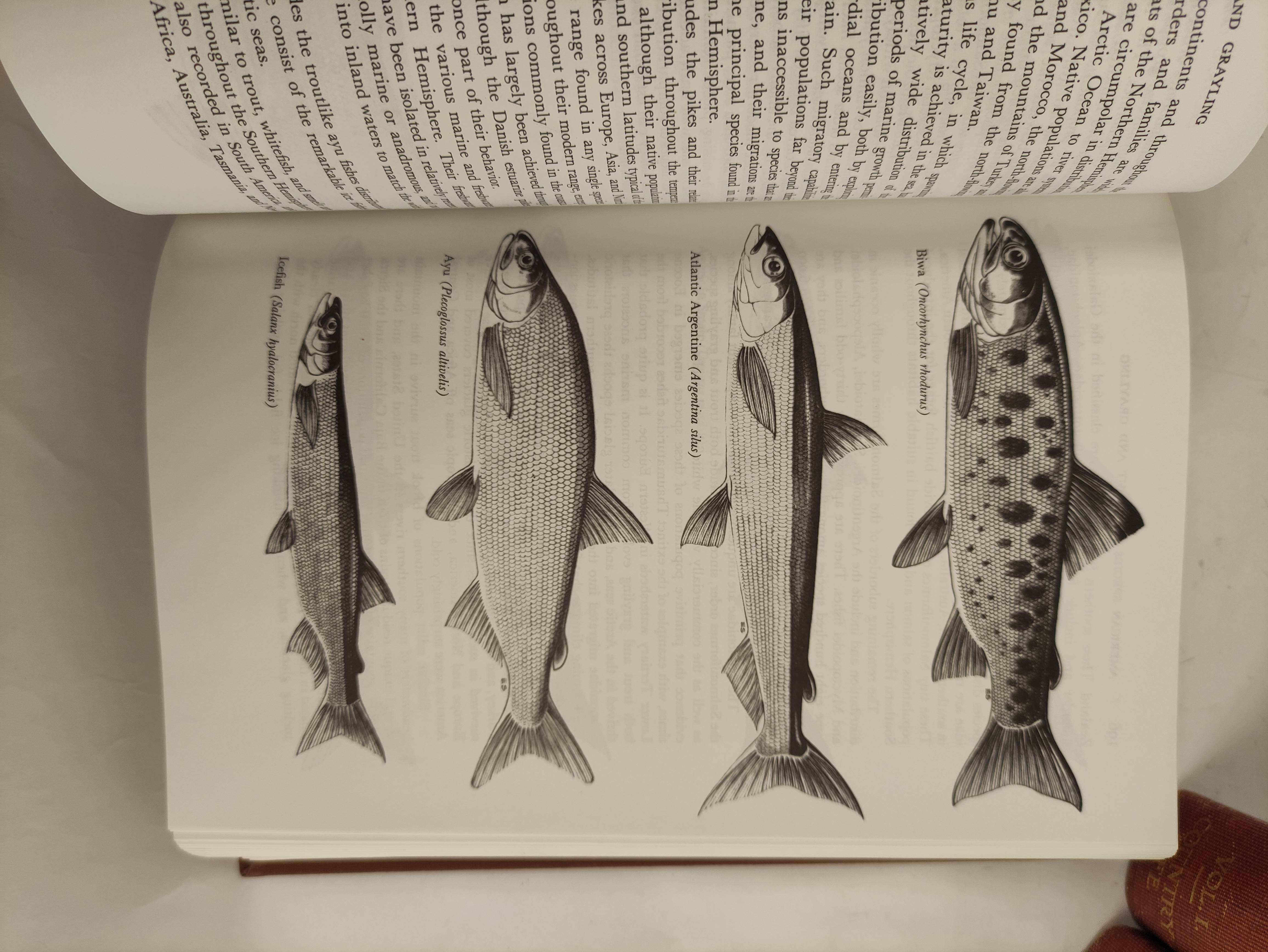 SCHWIEBERT ERNEST.  Trout. 2 vols. Col. & other illus. Orig. brown cloth in slip case. 1979; also - Image 6 of 6